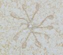 Floating Crinoid (Saccocoma) - Solnhofen Limestone #22465-1
